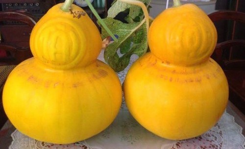 Anbau von geformten Früchten für den Altar zum Neujahrsfest in Chau Thanh - ảnh 1